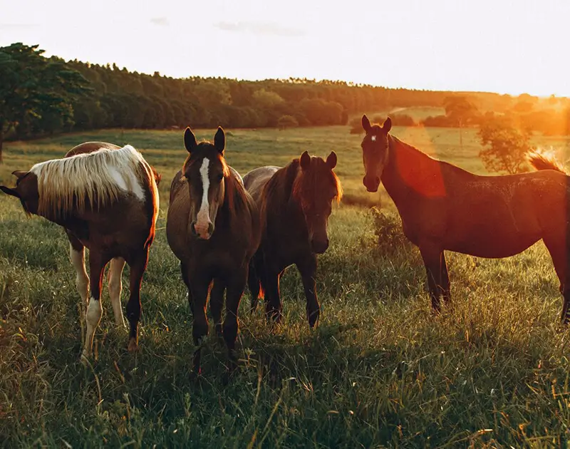 horse